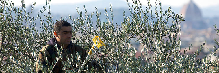 raccolta olive rastrello giallo 3